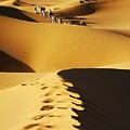Caravan of Camels in Sahara